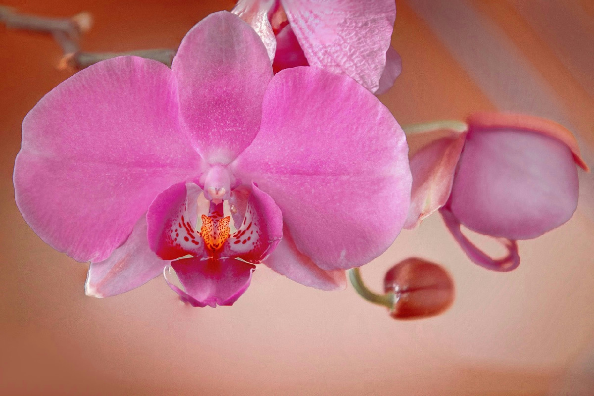 Orchideen mit Blütenmangel: Wie Rinde in wenigen Tagen neues Leben und Blüten fördert