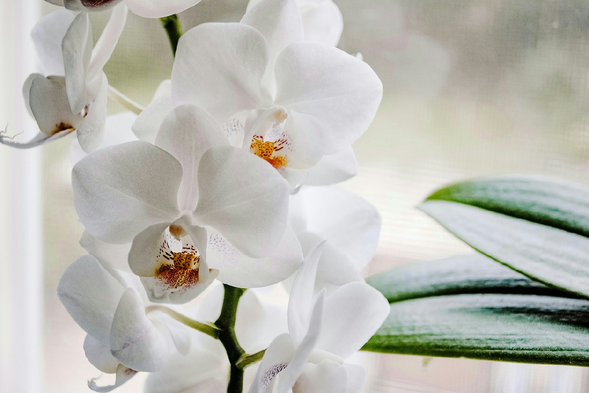 Orchideen mit Blütenmangel: Wie Rinde in wenigen Tagen neues Leben und Blüten fördert