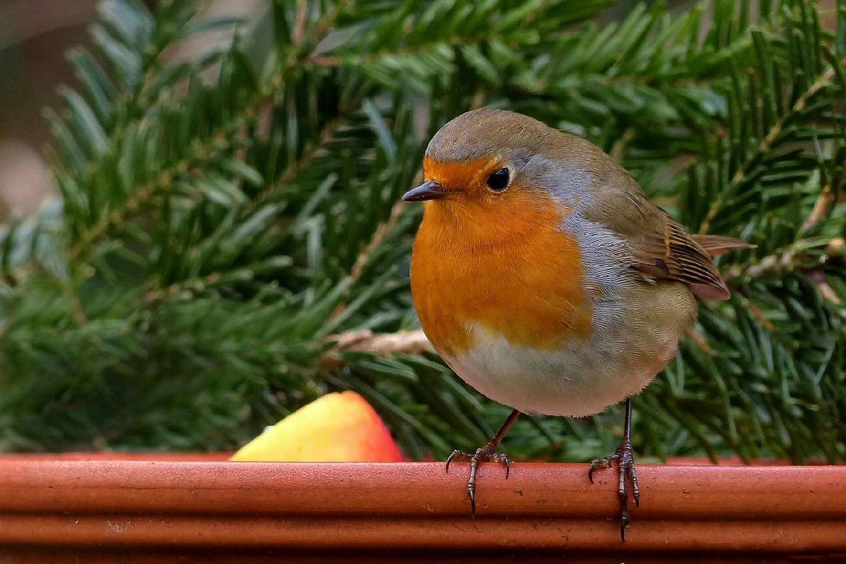 Samen im Garten aussäen: Pflanzen, die jetzt Vögel anlocken und den Garten lebendig gestalten