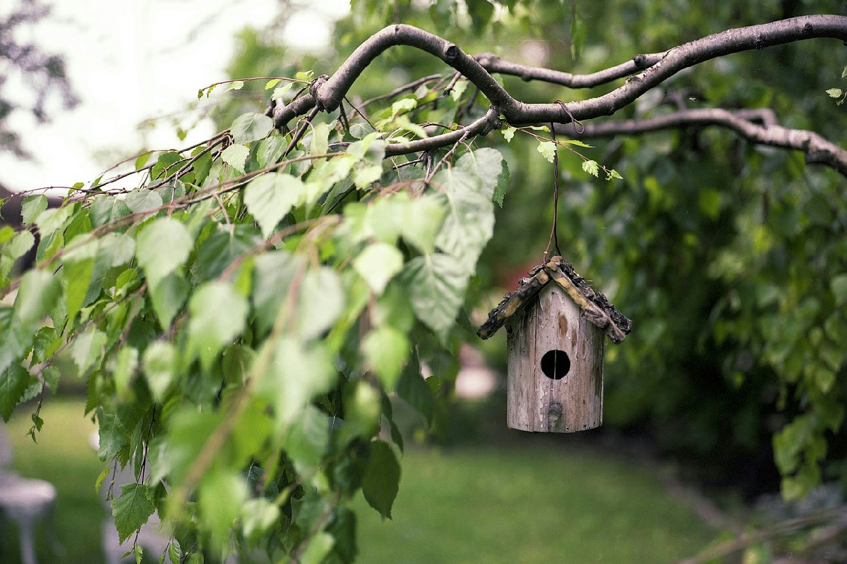 Samen im Garten aussäen: Pflanzen, die jetzt Vögel anlocken und den Garten lebendig gestalten