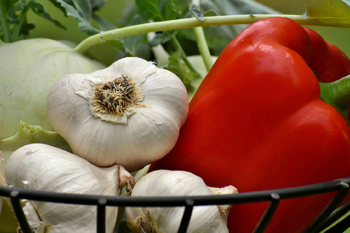Welche Bedingungen braucht Knoblauch, um im Garten gesund zu wachsen und reichlich Ertrag zu liefern?